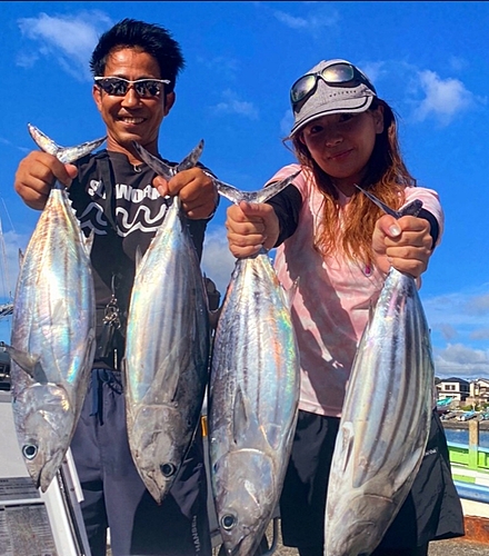 カツオの釣果