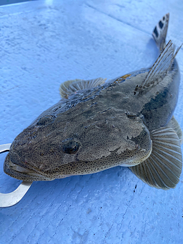 マゴチの釣果