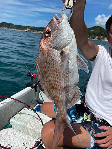 マダイの釣果