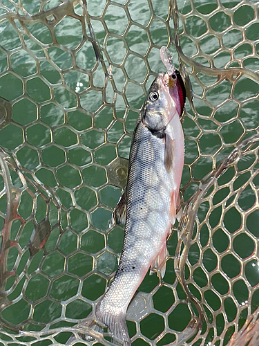 ウグイの釣果