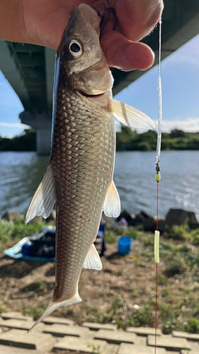 ニゴイの釣果