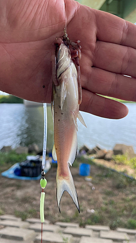 アメリカナマズの釣果