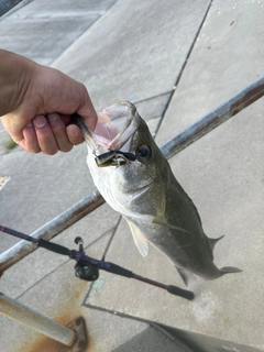 スズキの釣果