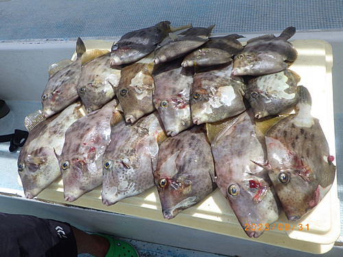 カワハギの釣果