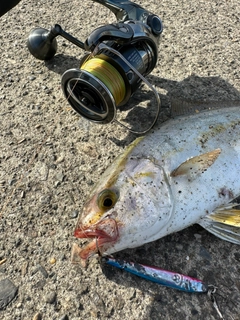 ショゴの釣果