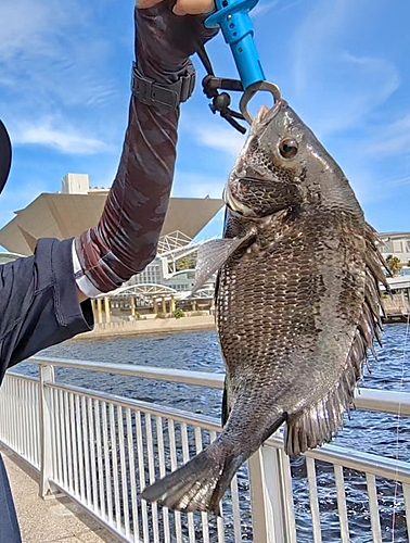 チヌの釣果