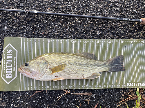 ブラックバスの釣果