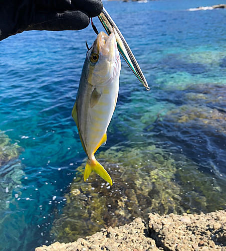 ショゴの釣果