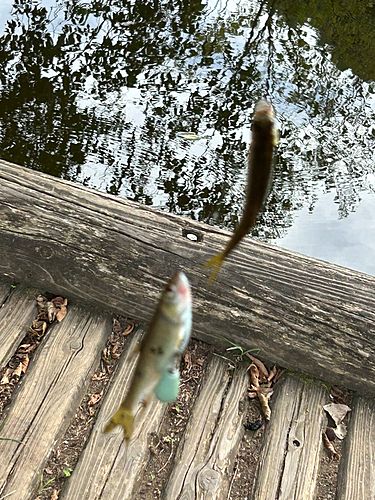 オイカワの釣果