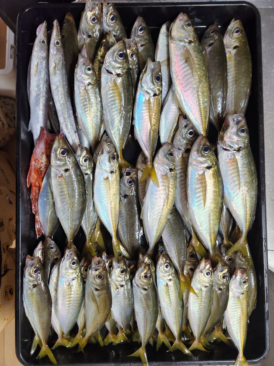 ハメ太郎さんの釣果 2枚目の画像