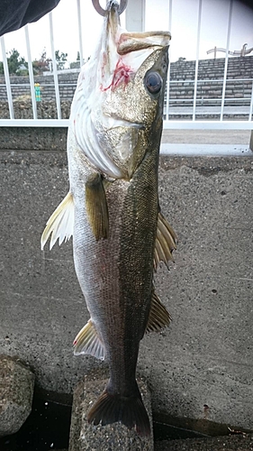 スズキの釣果