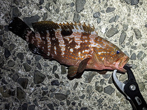 アコウの釣果