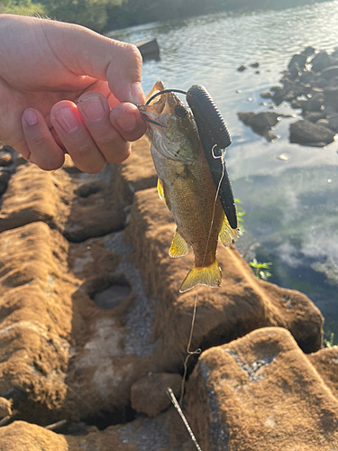 スモールマウスバスの釣果