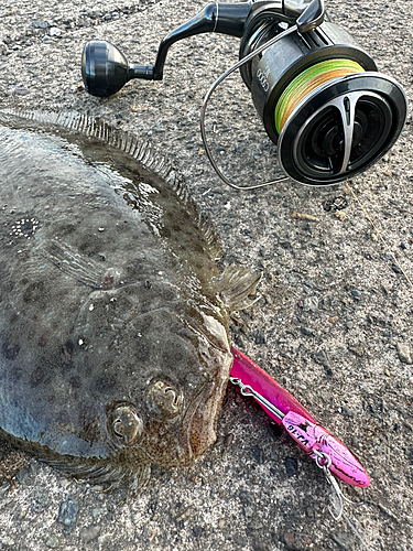 ソゲの釣果