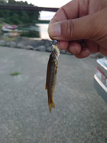 アブラハヤの釣果