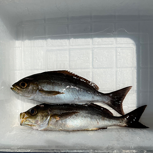 イサキの釣果