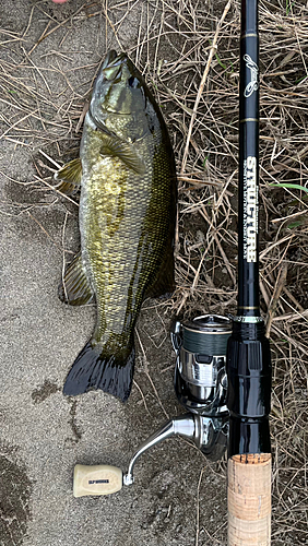 スモールマウスバスの釣果