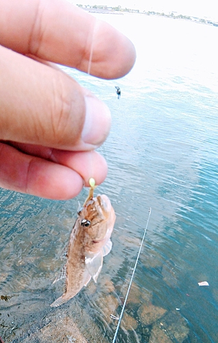 ハゼの釣果