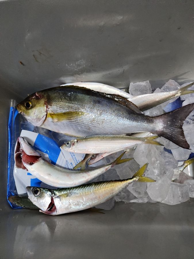 じゅんこママさんの釣果 2枚目の画像