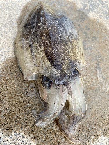 コウイカの釣果