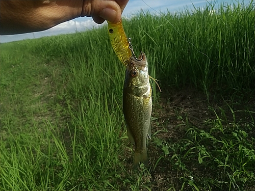 ラージマウスバスの釣果