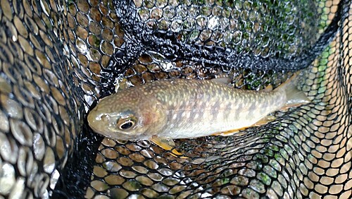 ニッコウイワナの釣果