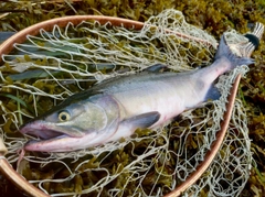 カラフトマスの釣果