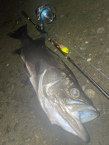 スズキの釣果