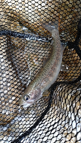 ニッコウイワナの釣果