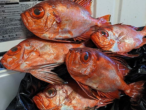 チカメキントキの釣果