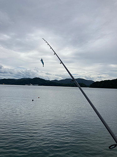 カマスの釣果