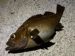 アカメバルの釣果