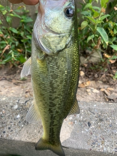 ラージマウスバスの釣果