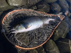 カラフトマスの釣果