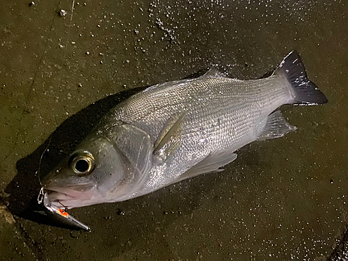 ヒラスズキの釣果