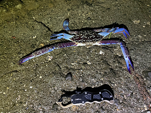 タイワンガザミの釣果