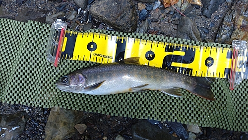 ニッコウイワナの釣果