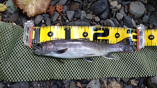 ニッコウイワナの釣果