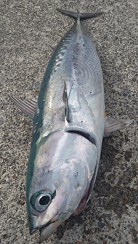 ソウダガツオの釣果