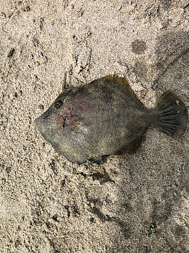 カワハギの釣果