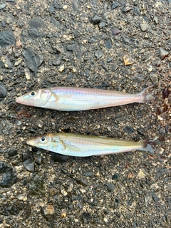 キスの釣果