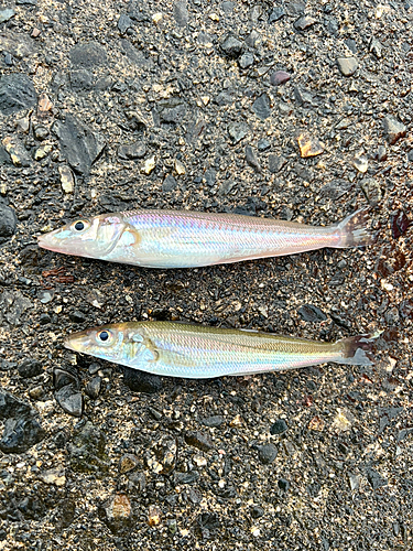 キスの釣果