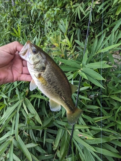 ブラックバスの釣果