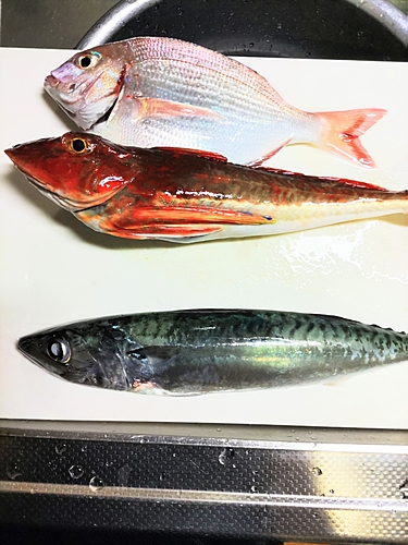 マダイの釣果