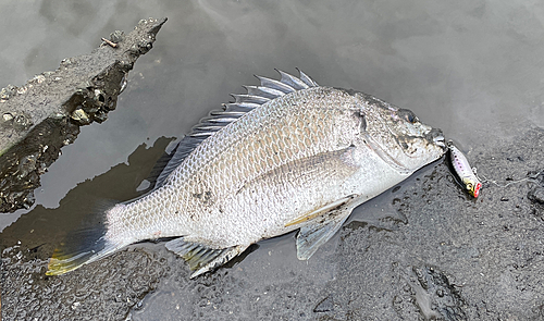 キビレの釣果