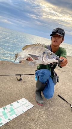 チヌの釣果