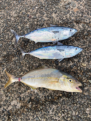 ショゴの釣果