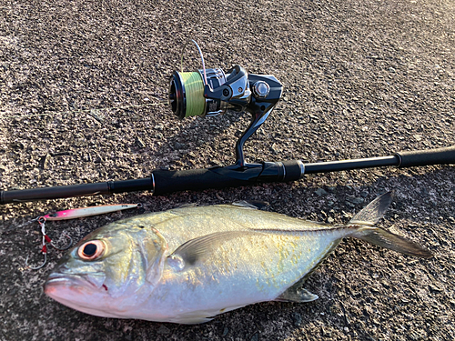 ギンガメアジの釣果