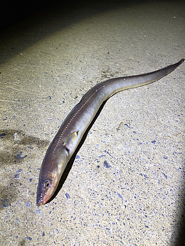 アナゴの釣果