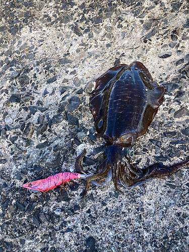 アオリイカの釣果